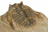 Spiny Leonaspis Trilobite - Lghaft, Morocco #186753-4